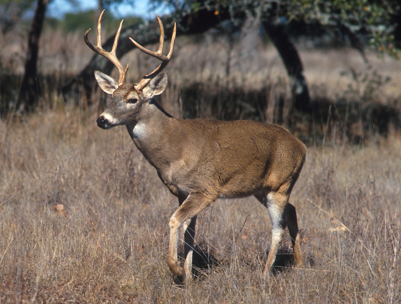 White-tailed deer buck