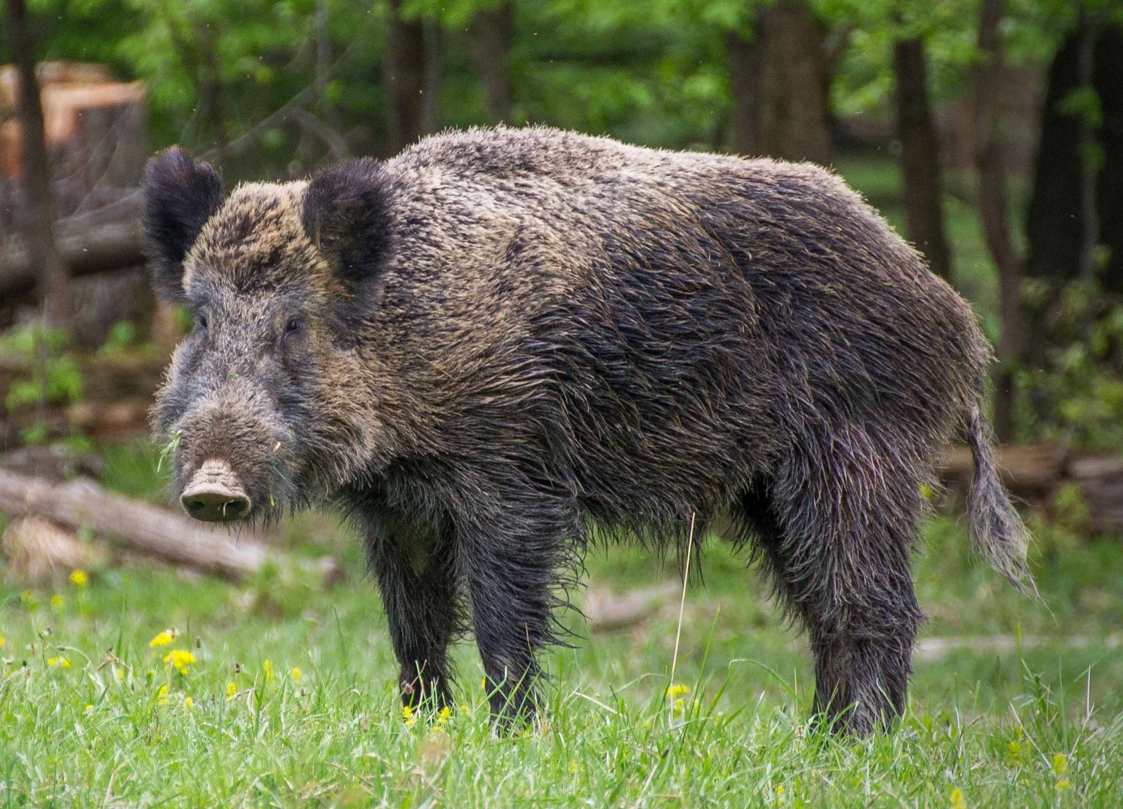Wild boar in forest litter
