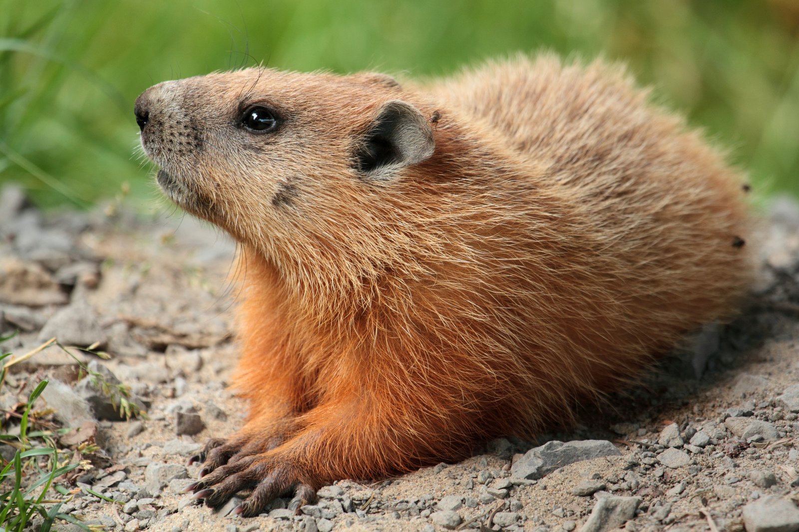 Woodchuck standing on hind legs