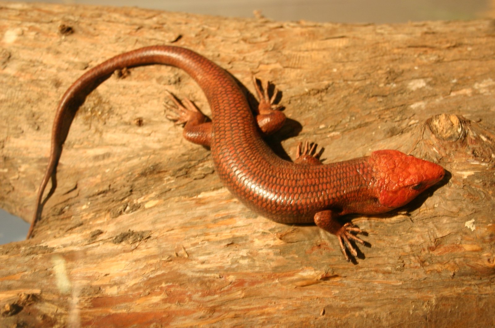Broad-headed skink