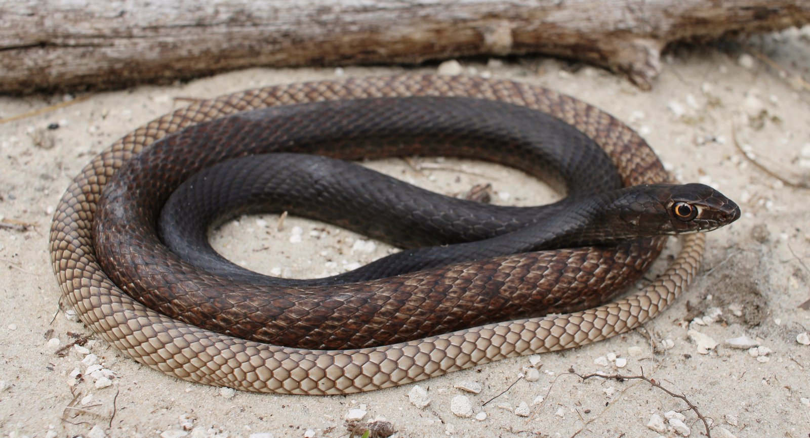 Coachwhip