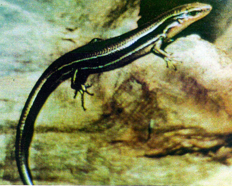 Coal skink