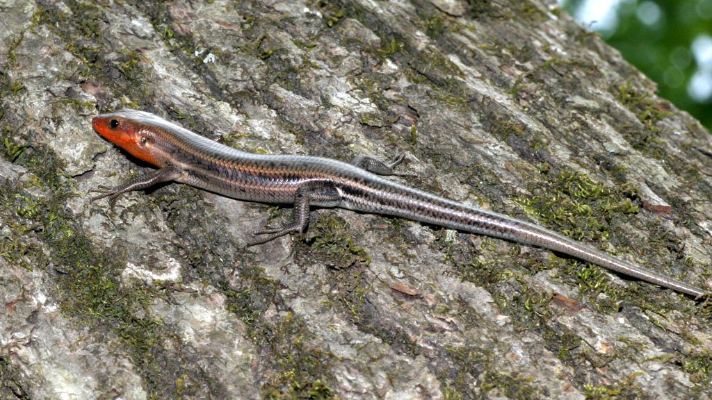 Common five-lined skink