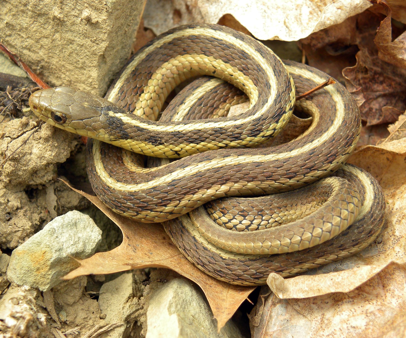 Common gartersnake