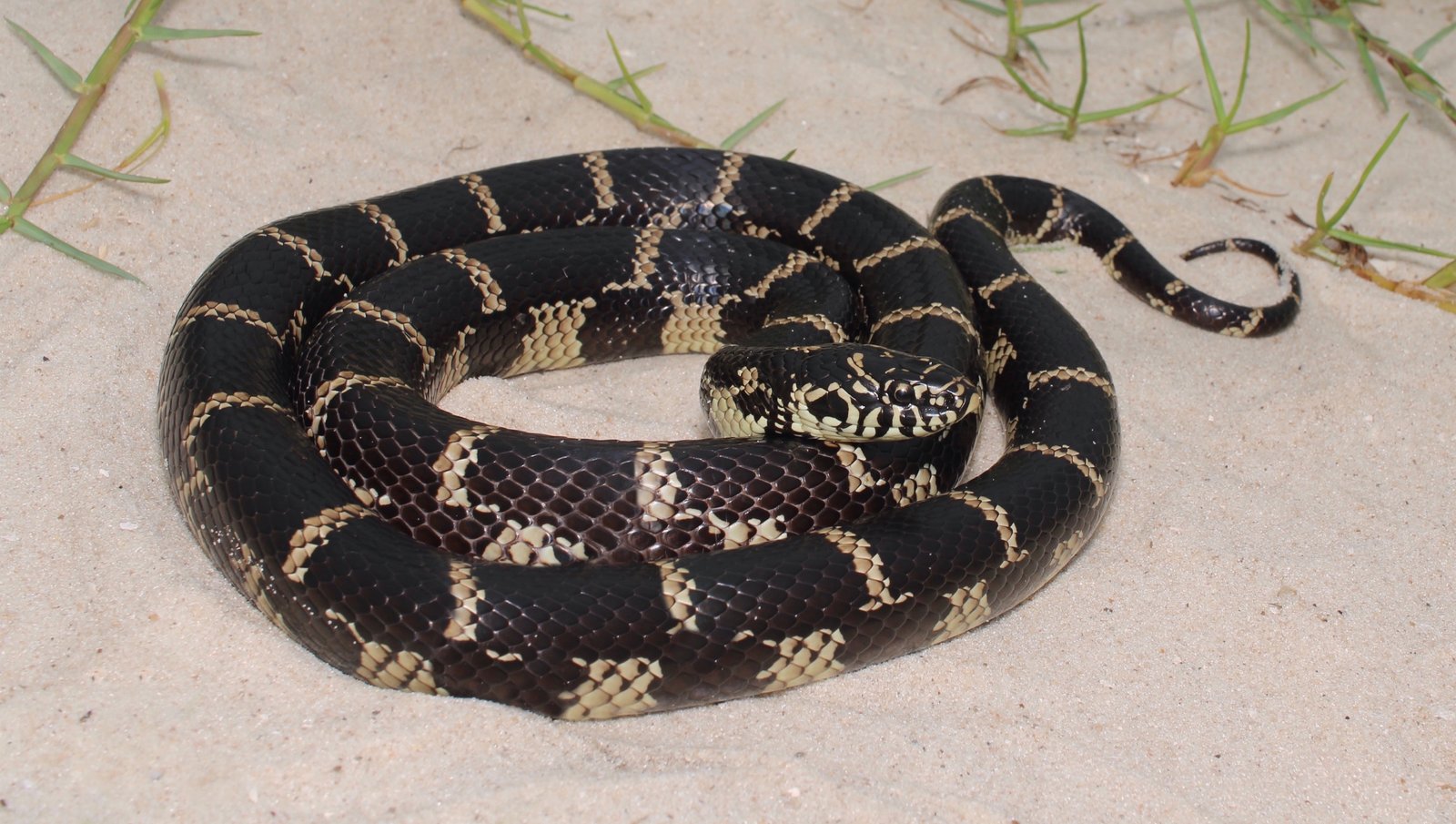 Common kingsnake