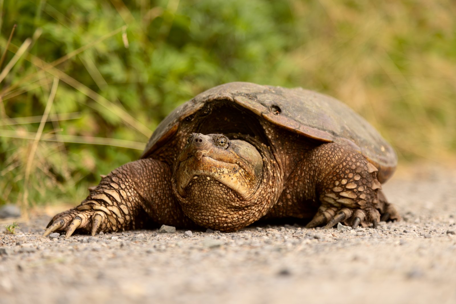 Common snapping turtle