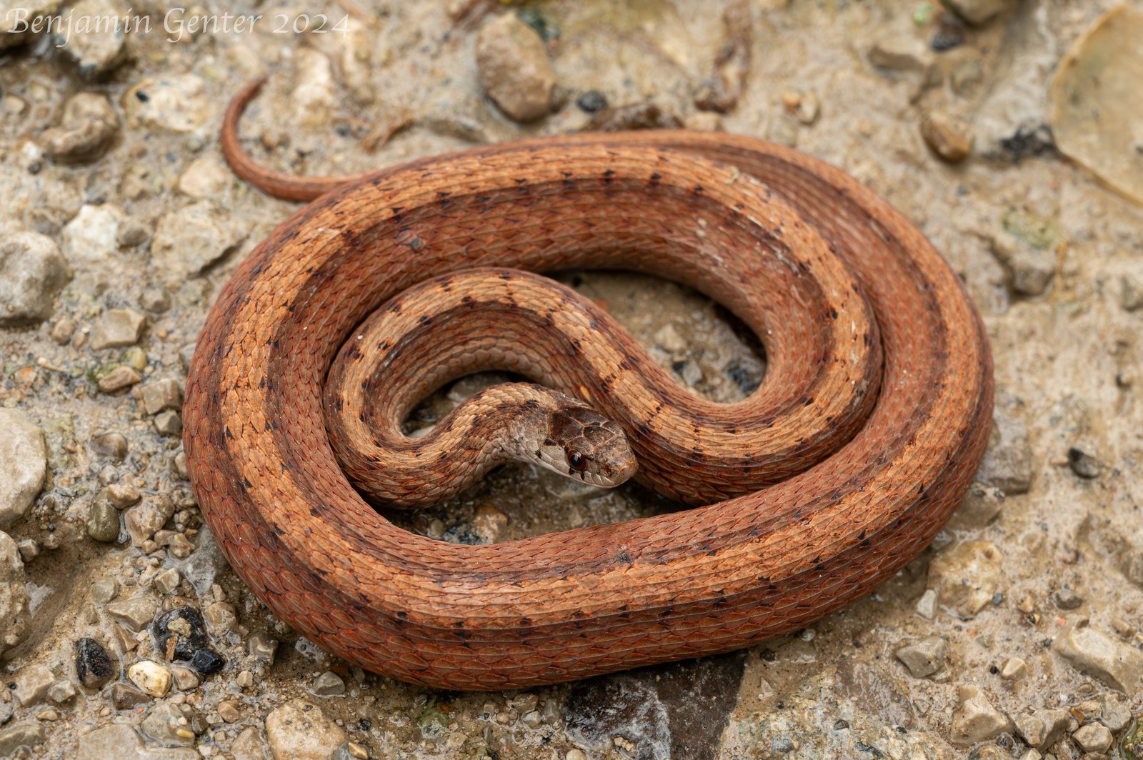 DeKay's brownsnake