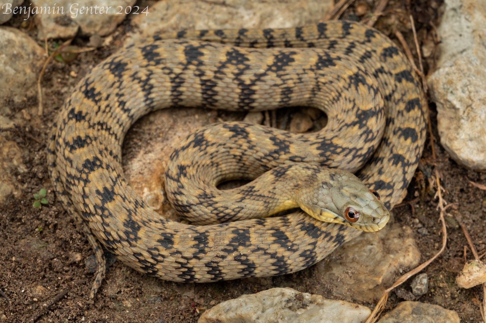 Diamond-backed watersnake