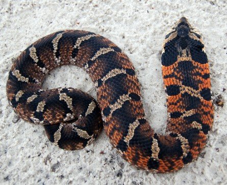 Eastern hog-nosed snake