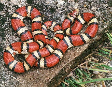 Eastern milk snake