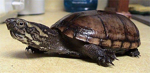 Eastern mud turtle