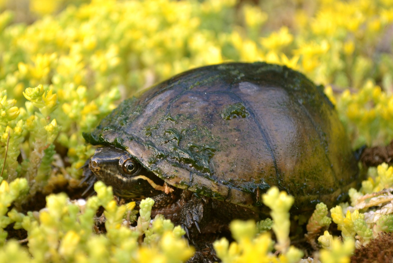 Eastern musk turtle