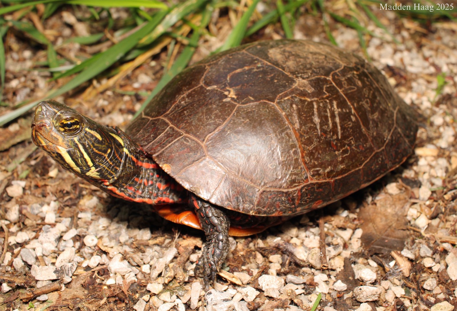 Eastern painted turtle