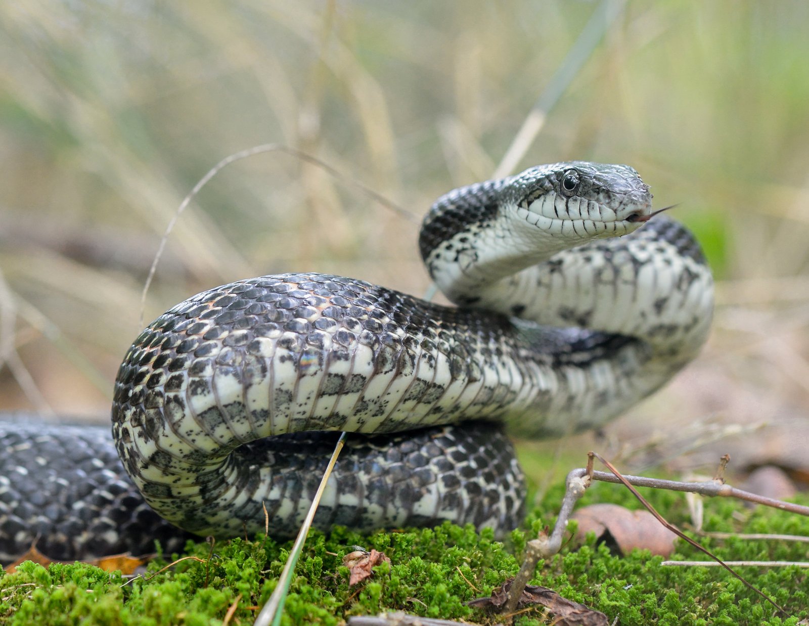 Eastern ratsnake
