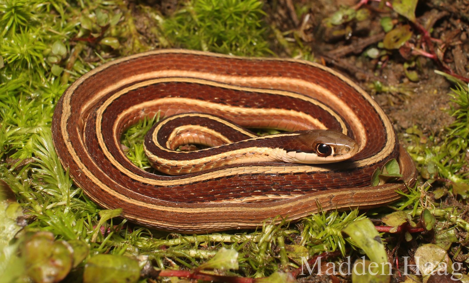 Eastern ribbonsnake