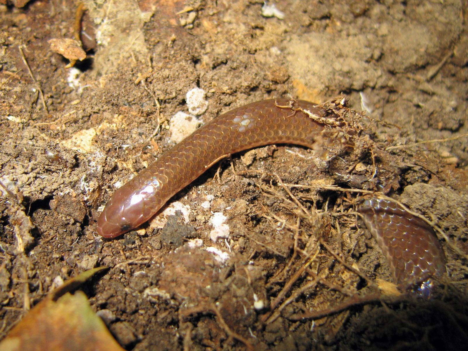 Eastern wormsnake