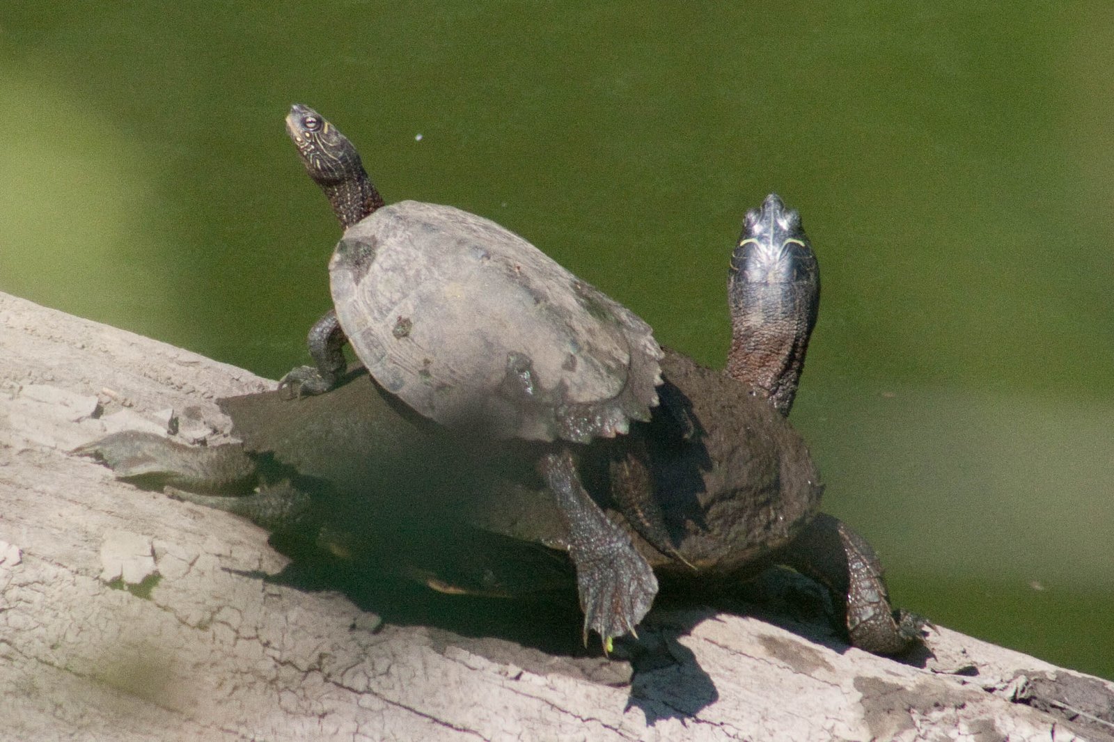 False map turtle