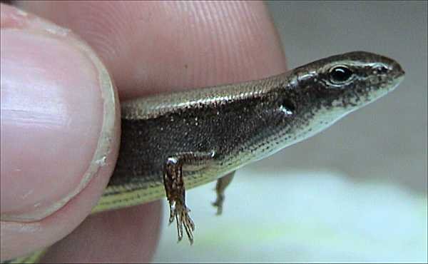 Little brown skink