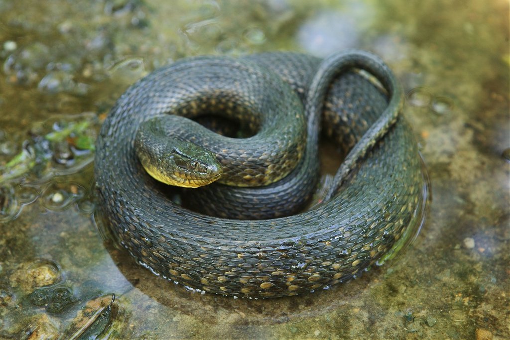 Mississippi green watersnake
