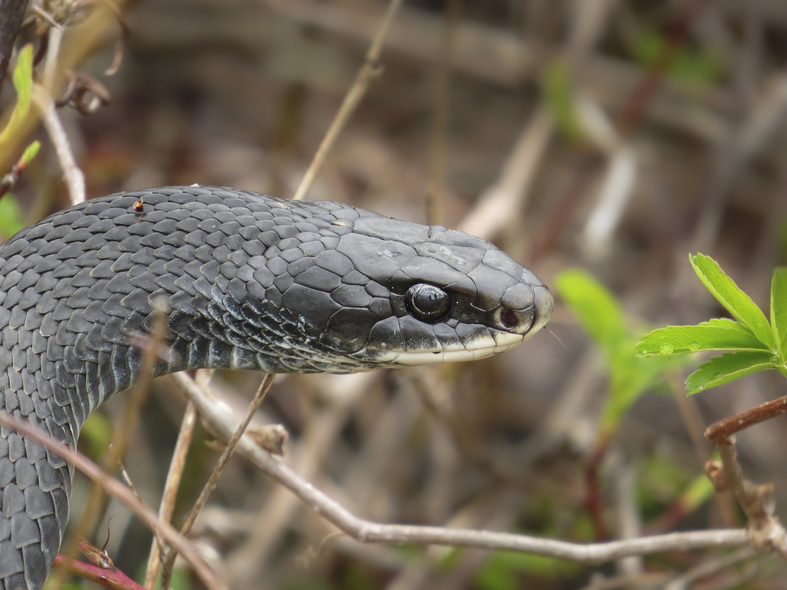 North American racer