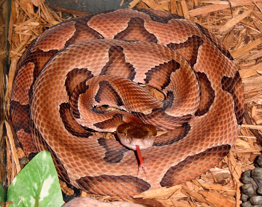 Northern copperhead