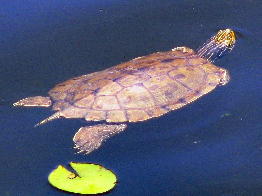 Northern map turtle