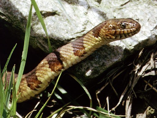Northern watersnake