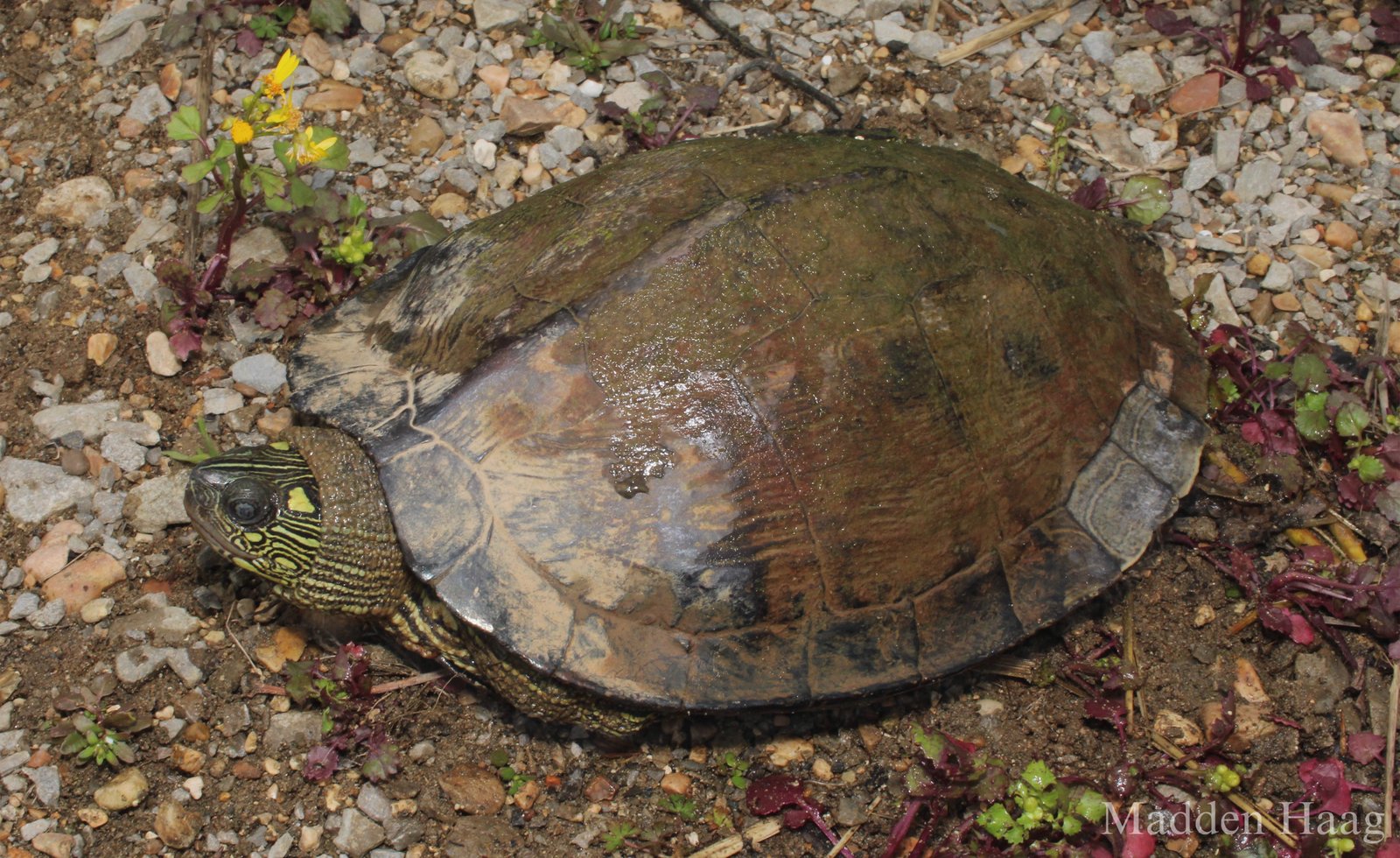 Ouachita map turtle