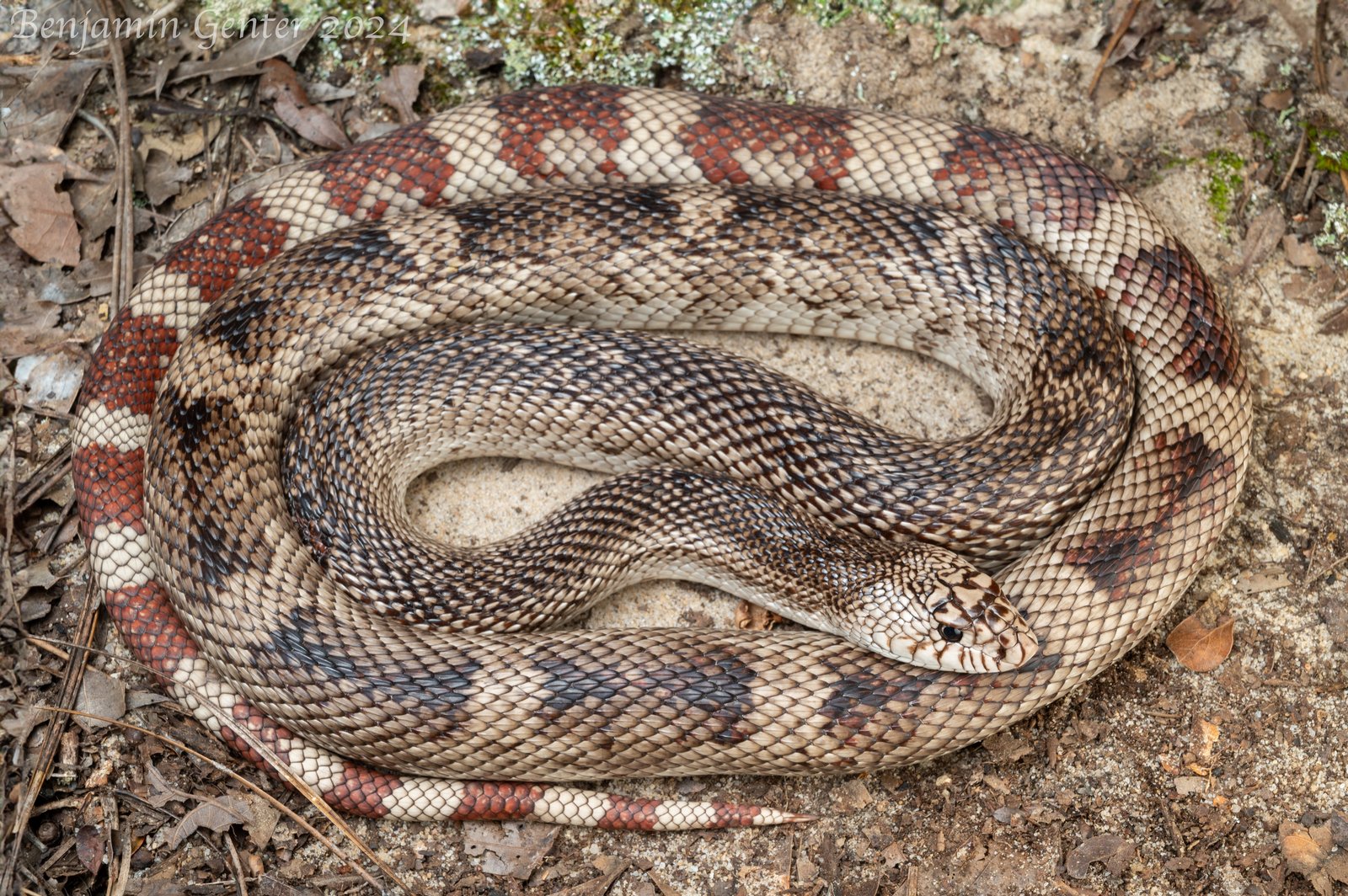 Pinesnake