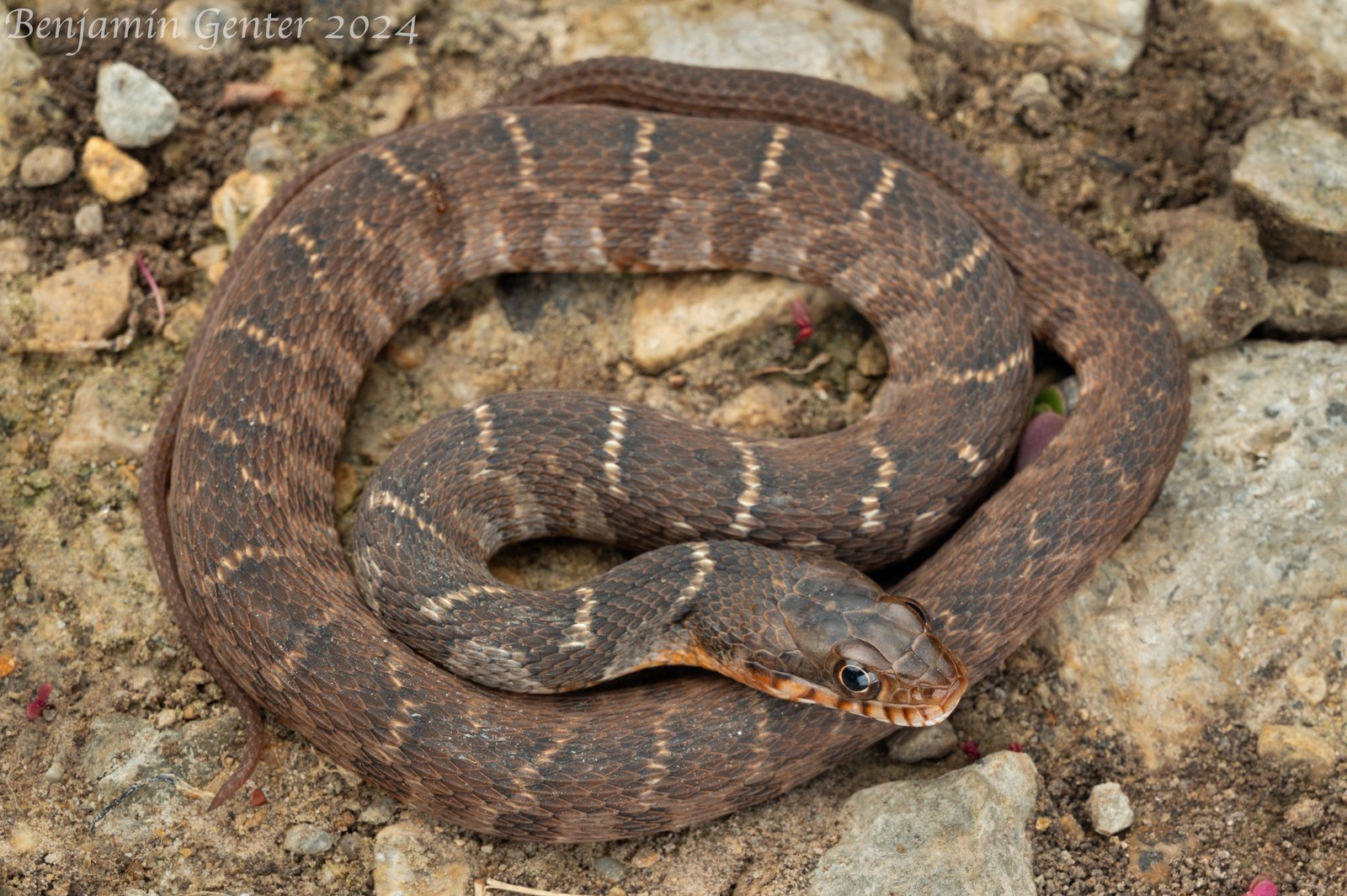 Plain-bellied watersnake