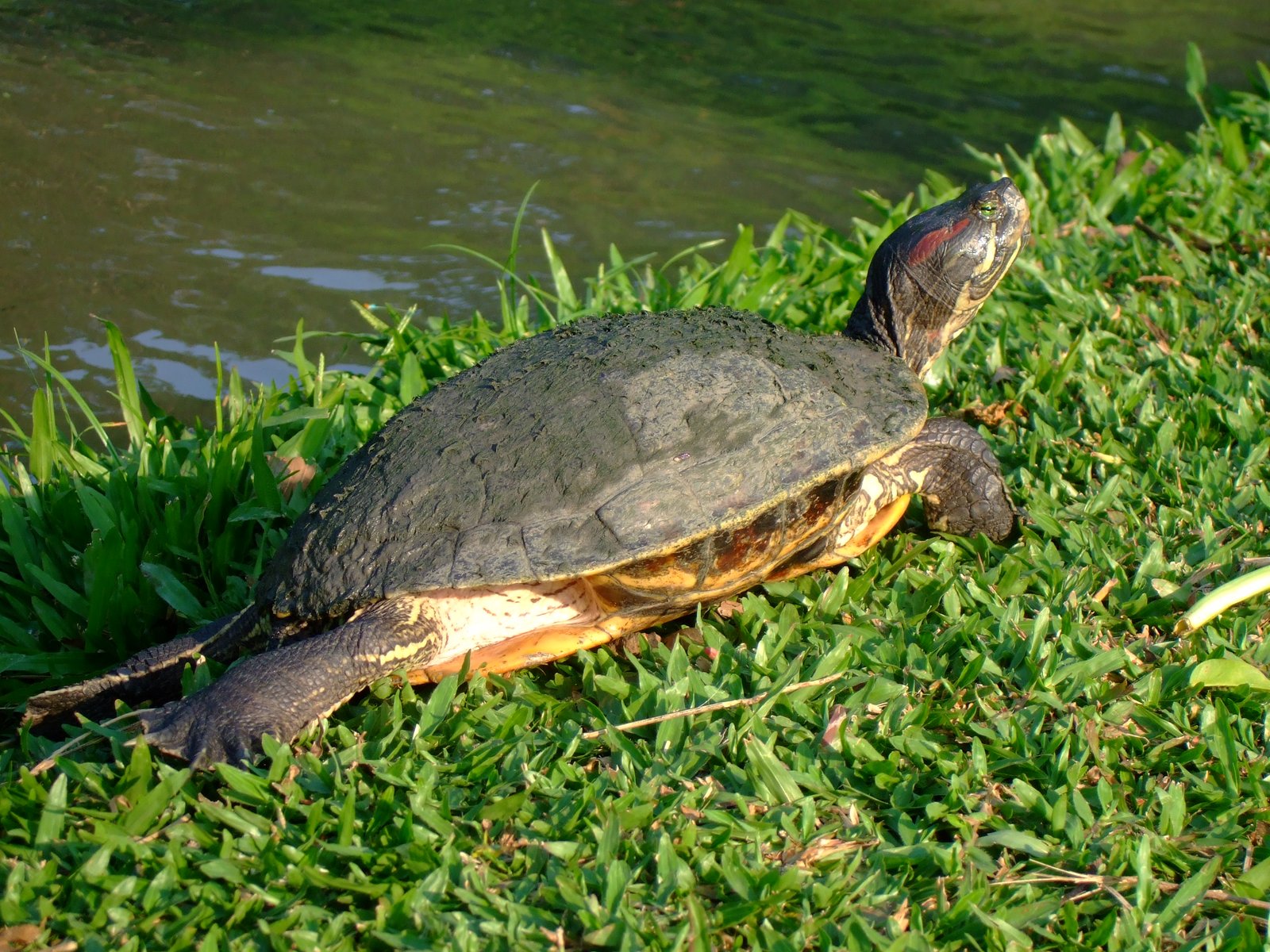 Pond slider