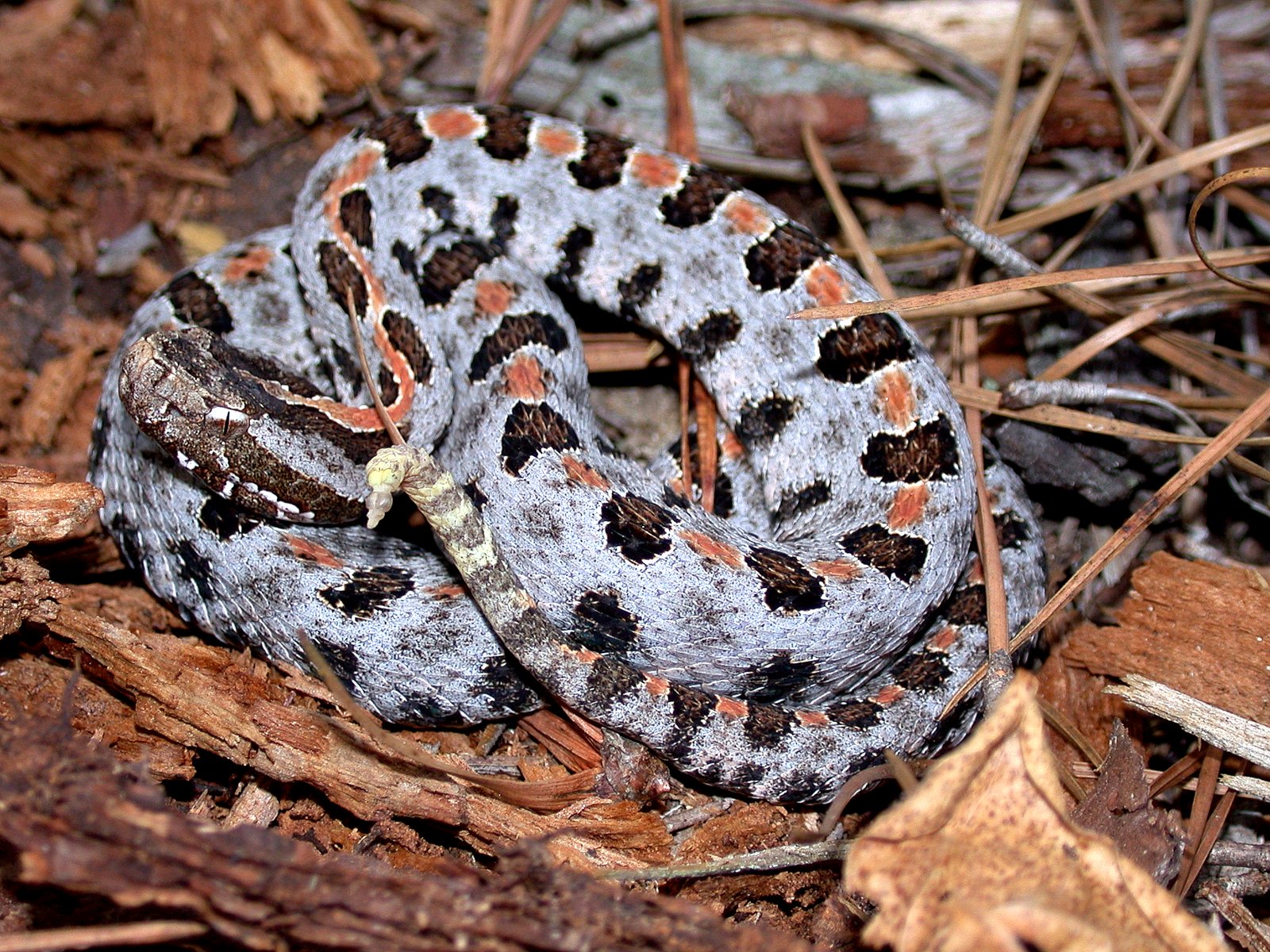 Pygmy rattlesnake