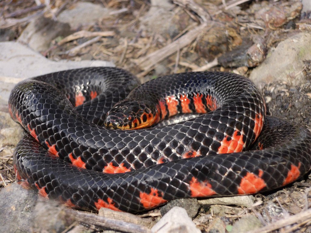 Red-bellied mudsnake