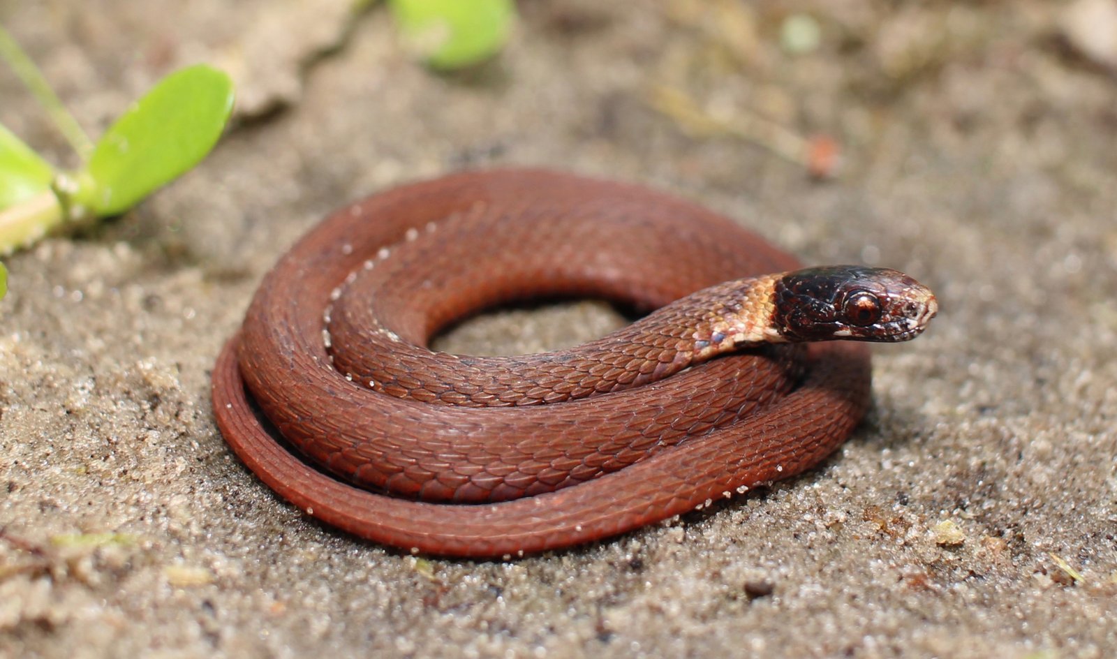 Red-bellied snake