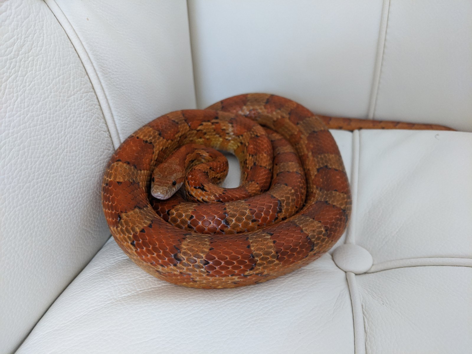 Red cornsnake