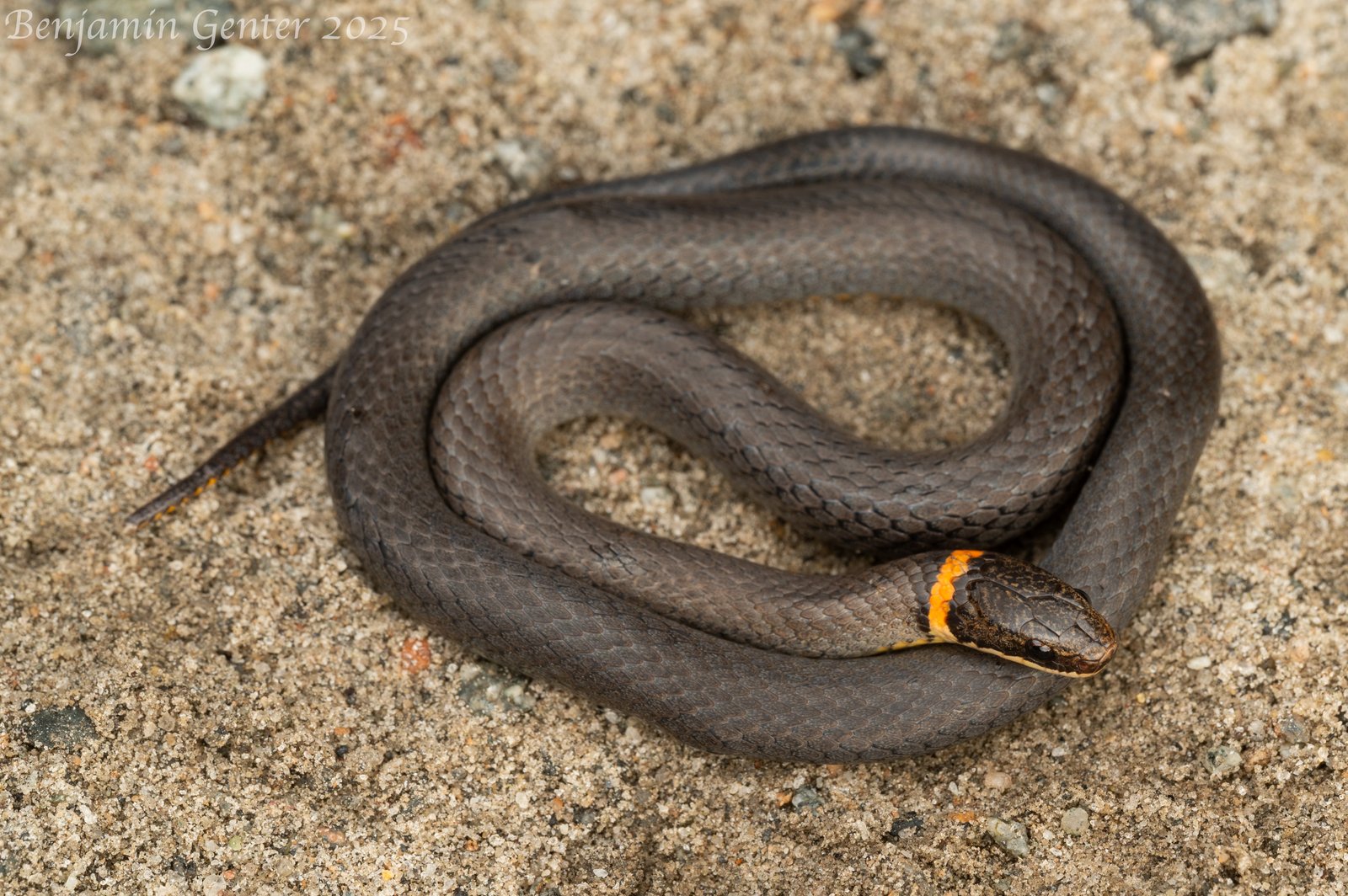 Ring-necked snake