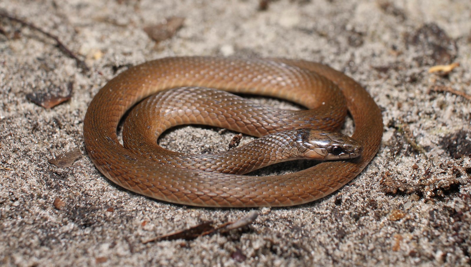 Rough earthsnake