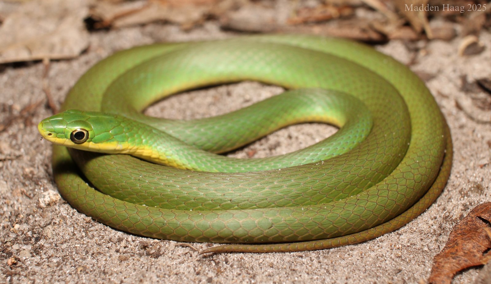 Rough greensnake