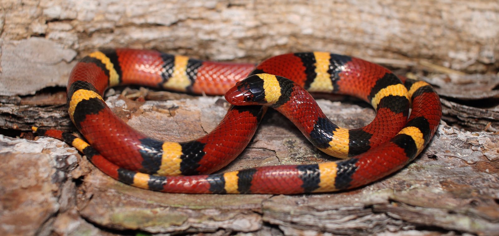 Scarlet kingsnake