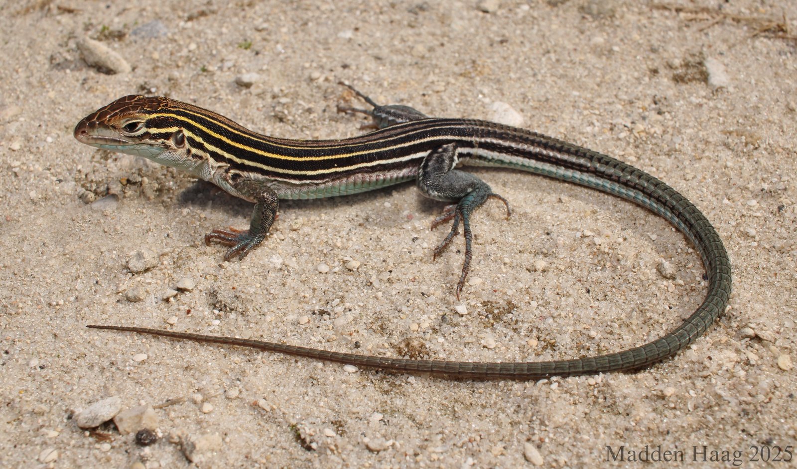 Six-lined racerunner