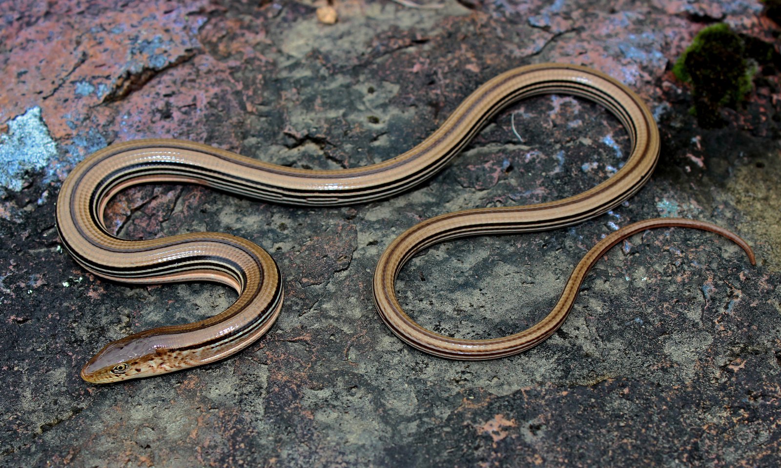 Slender glass lizard