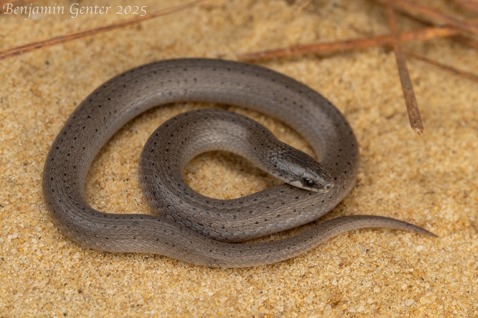 Smooth earthsnake