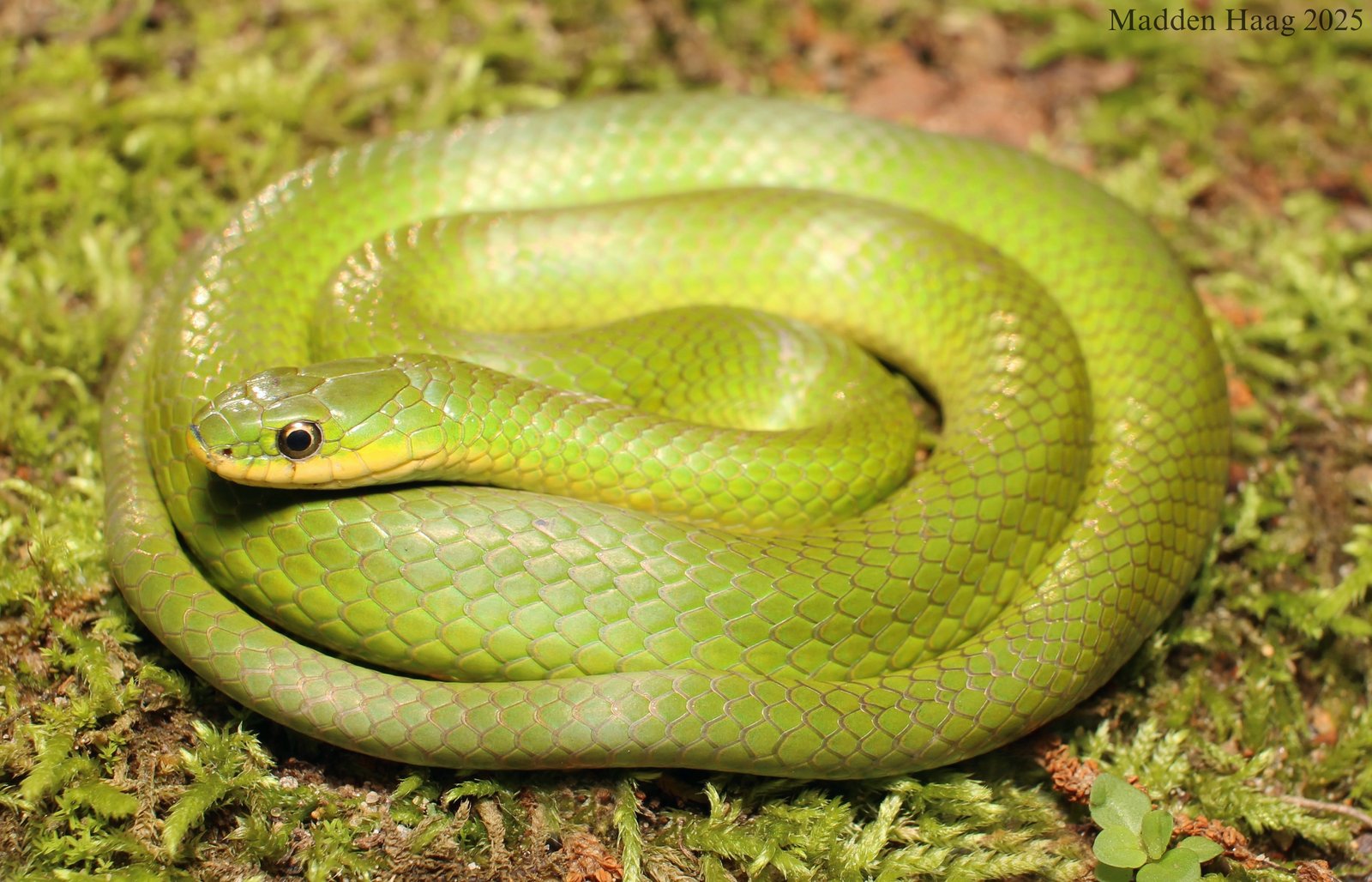 Smooth greensnake