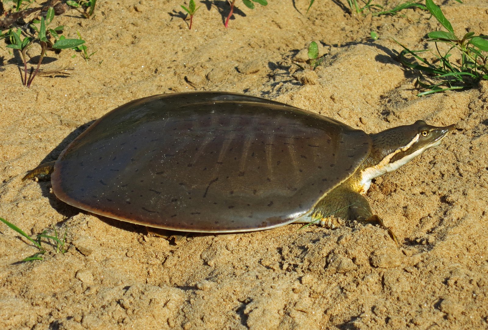 Smooth softshell