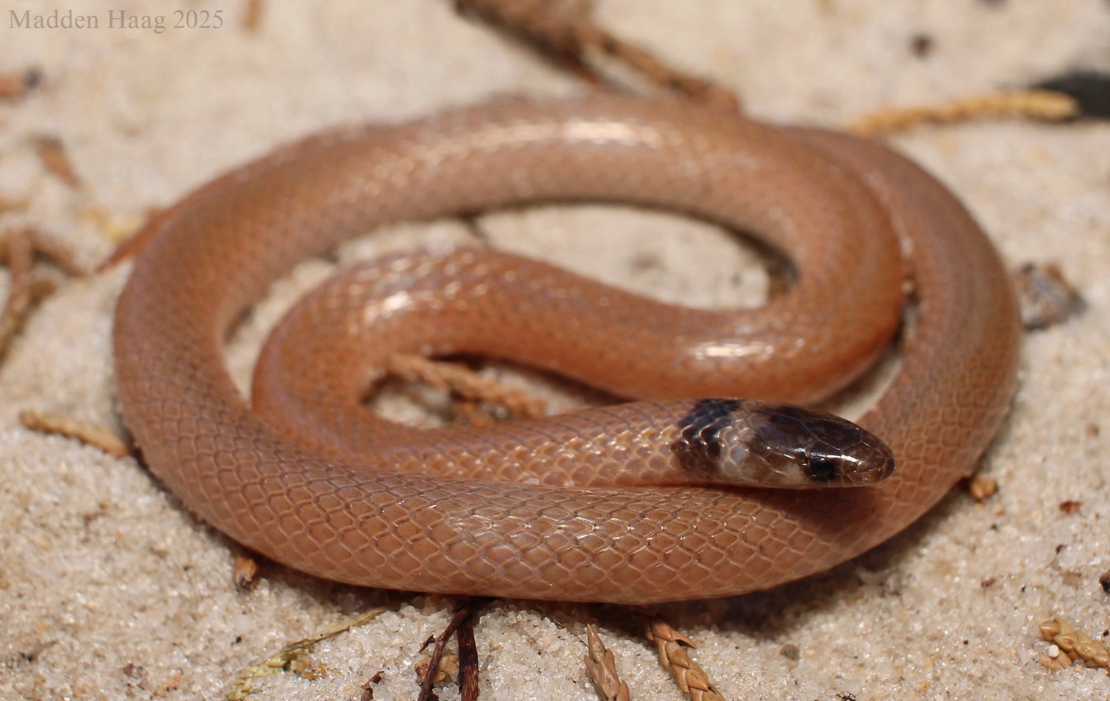 Southeastern crowned snake