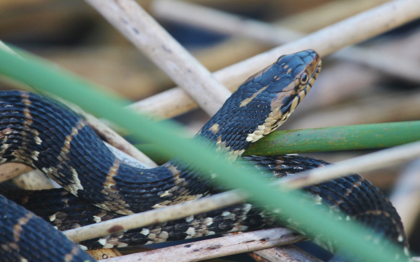 Southern watersnake
