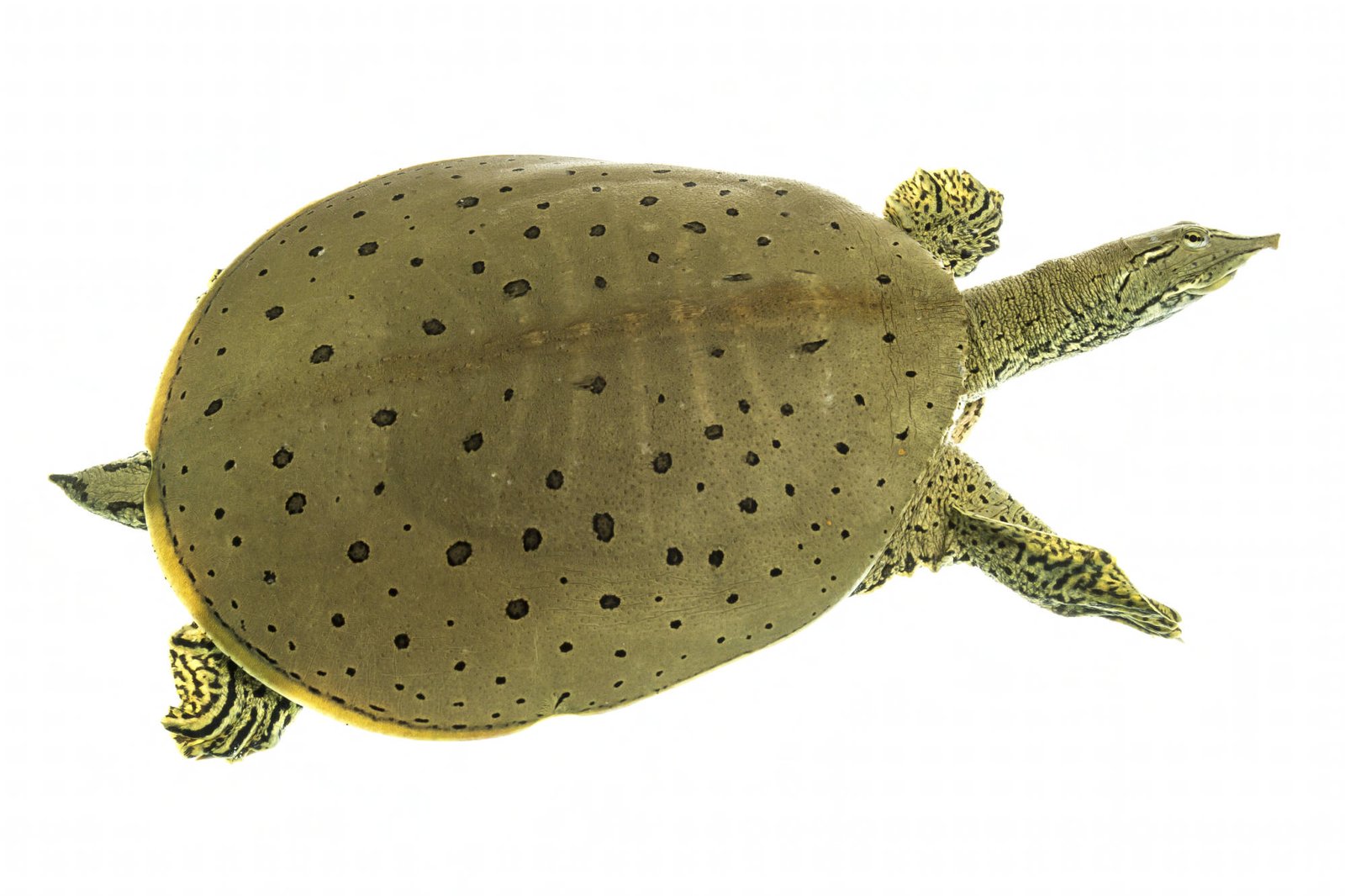Spiny softshell