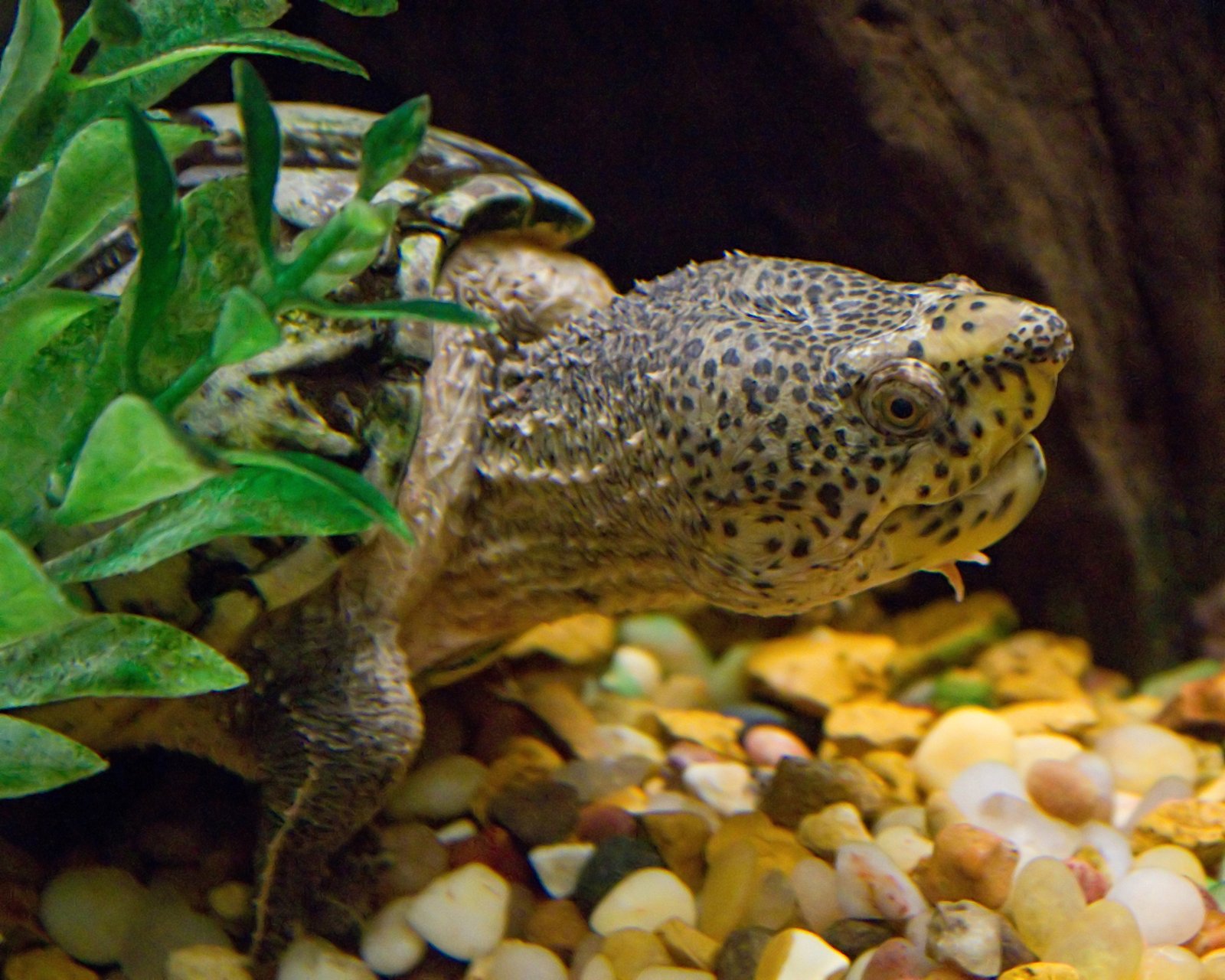Striped-necked musk turtle