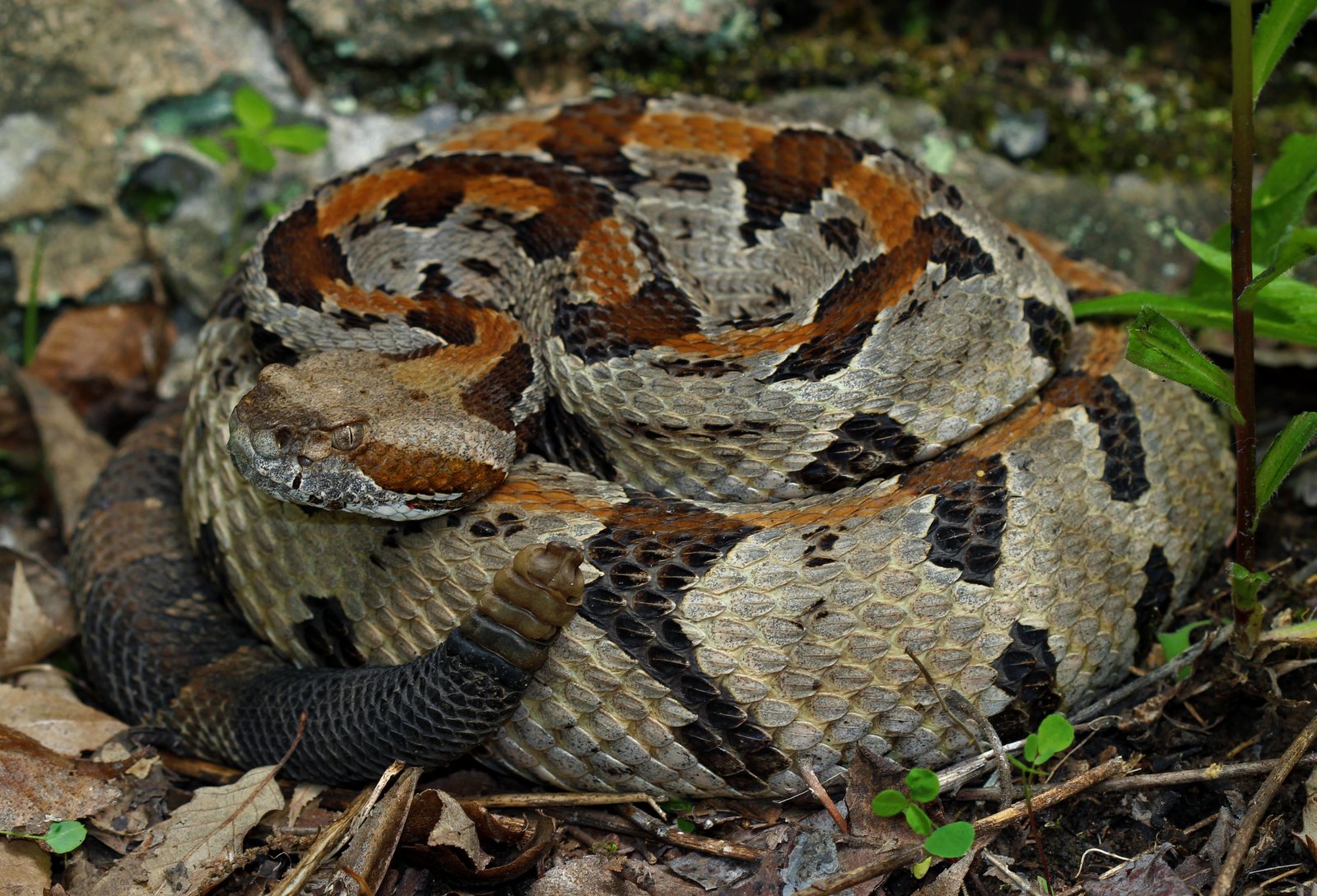 Timber rattlesnake