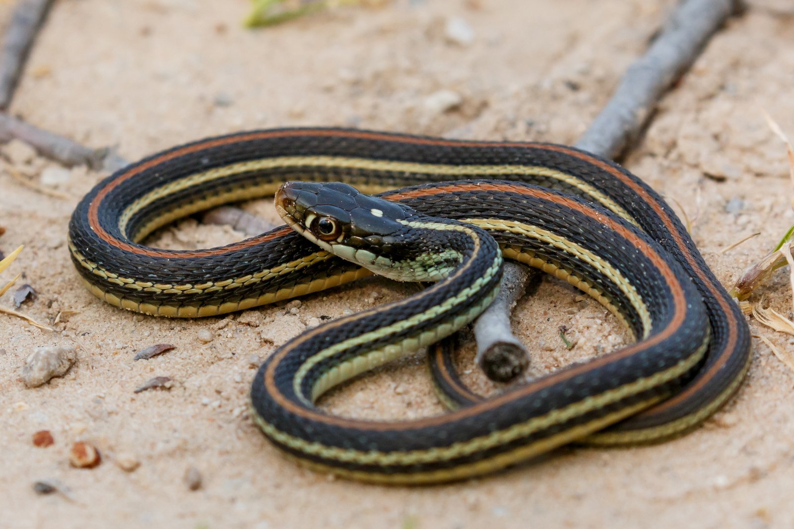 Western ribbonsnake